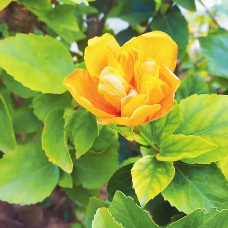 Esmeralda Лагуш